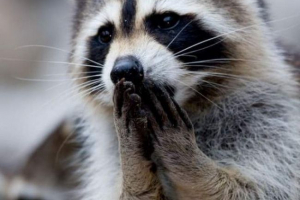 Harkov raccoons podučavaju spermu Harkov raccoons podučavaju spermu